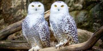 Trop « chouette »: Plusieurs animaux migrateurs désormais protégés par plus de 130 pays