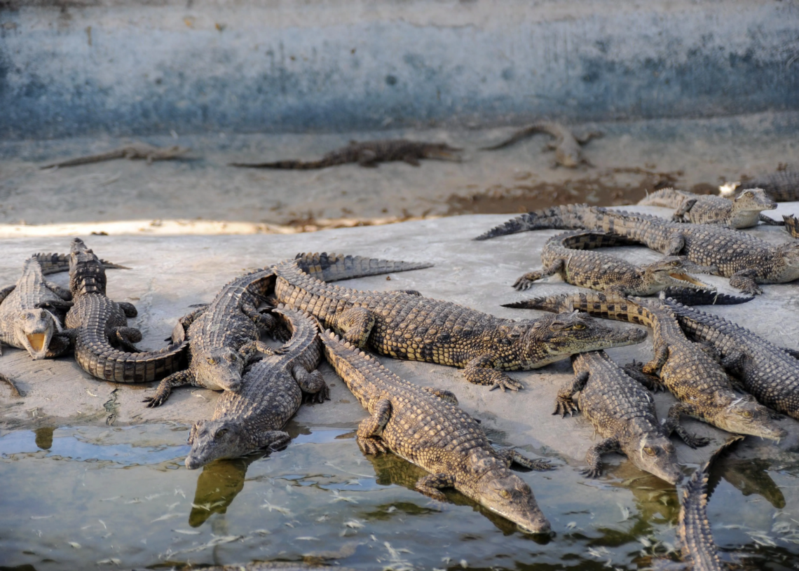 Israël veut lâcher des crocodiles autour des détenus palestiniens