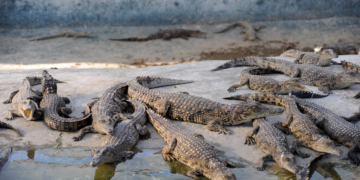 Israël veut lâcher des crocodiles autour  des détenus palestiniens